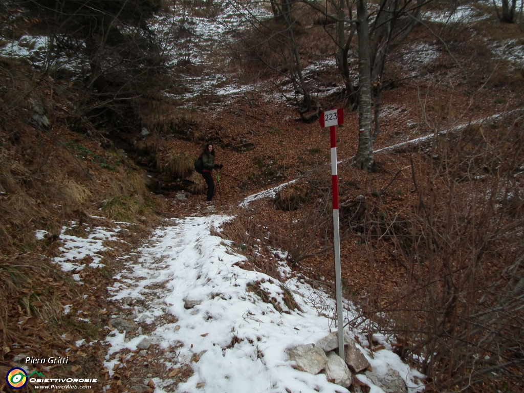 07 Sisale nel bosco....JPG